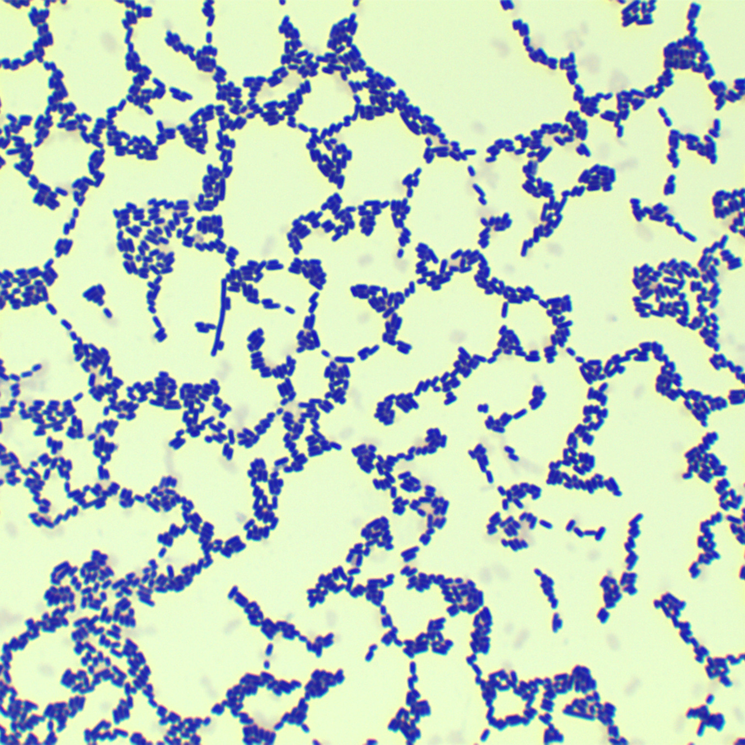 Lactobacillus reuteri-BNCC