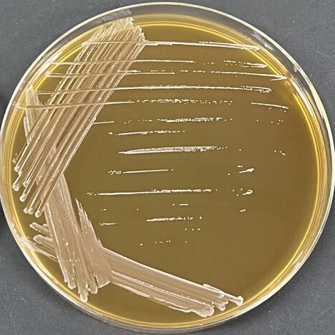 Lactococcus lactis-BNCC