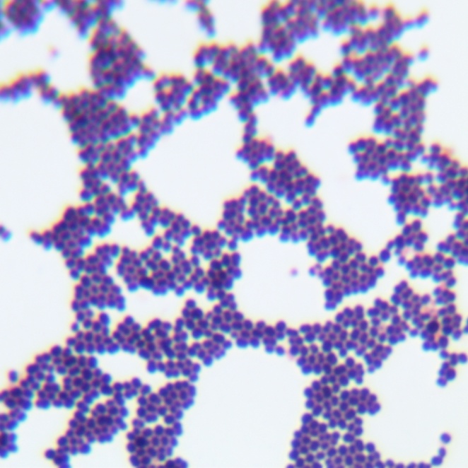 Lactococcus lactis-BNCC
