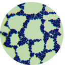 Lactococcus lactis-BNCC