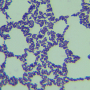 Propionibacterium acnes (Propionibacterium acnes, Propionibacterium acnes)-BNCC