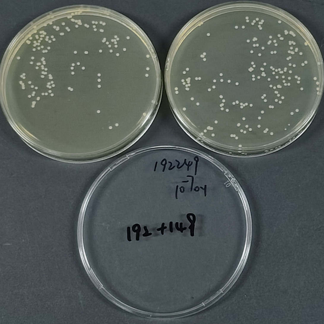 Slow Staphylococcus-BNCC