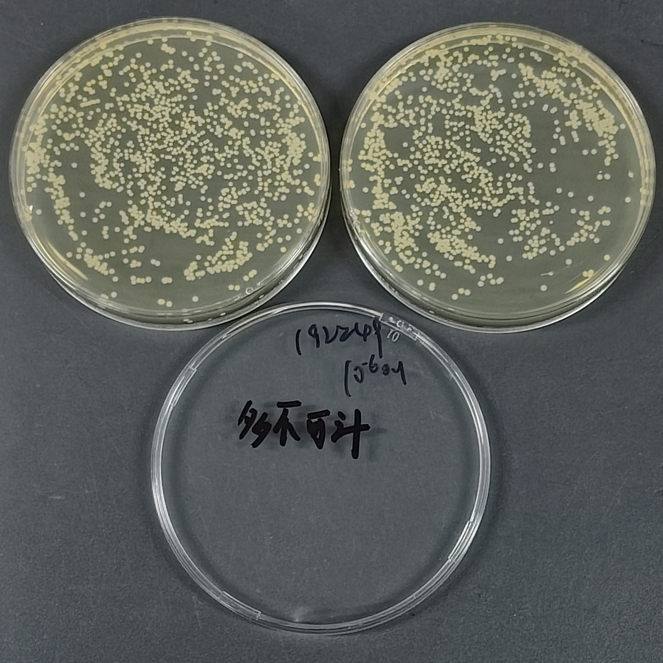 Slow Staphylococcus-BNCC