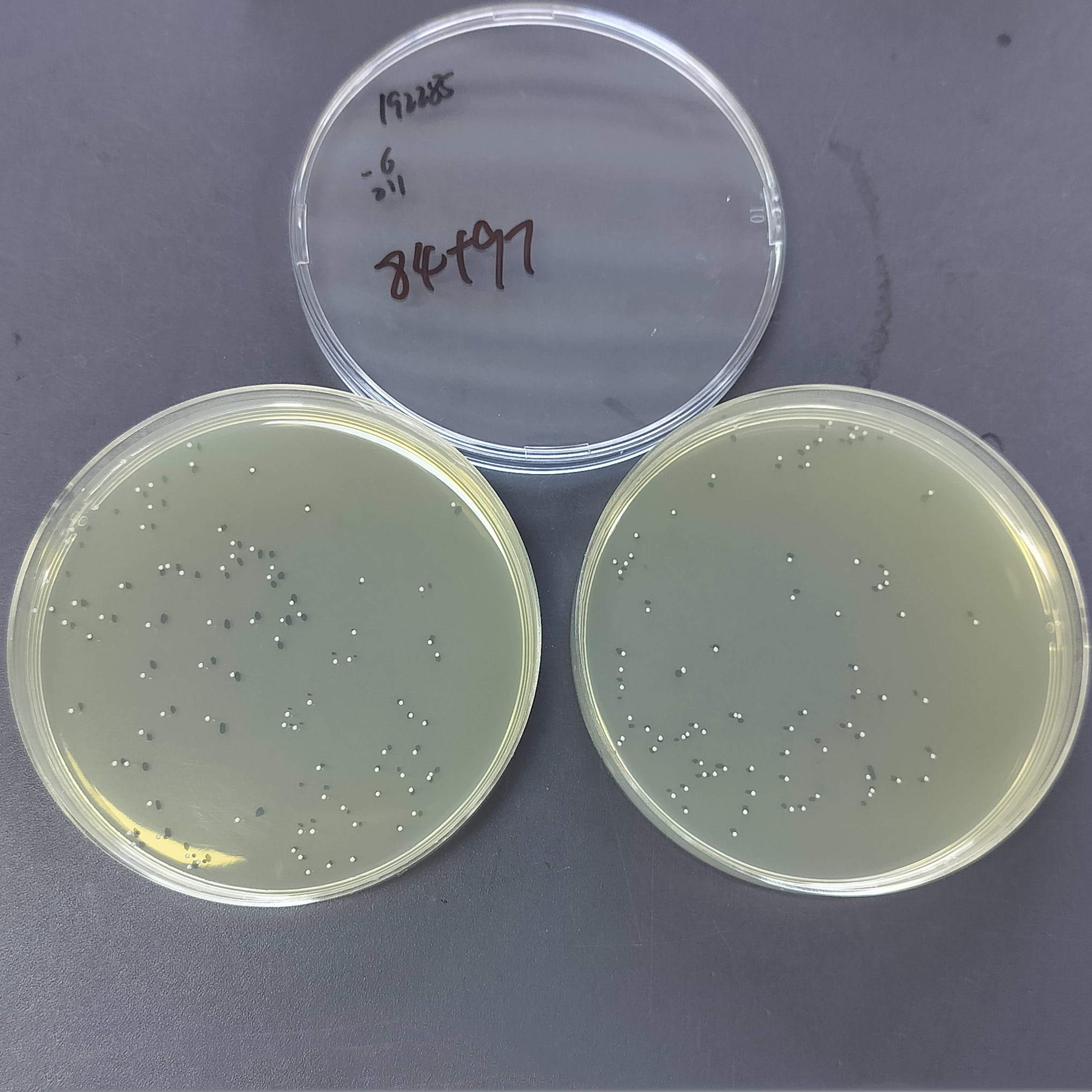 Staphylococcus aureus-BNCC