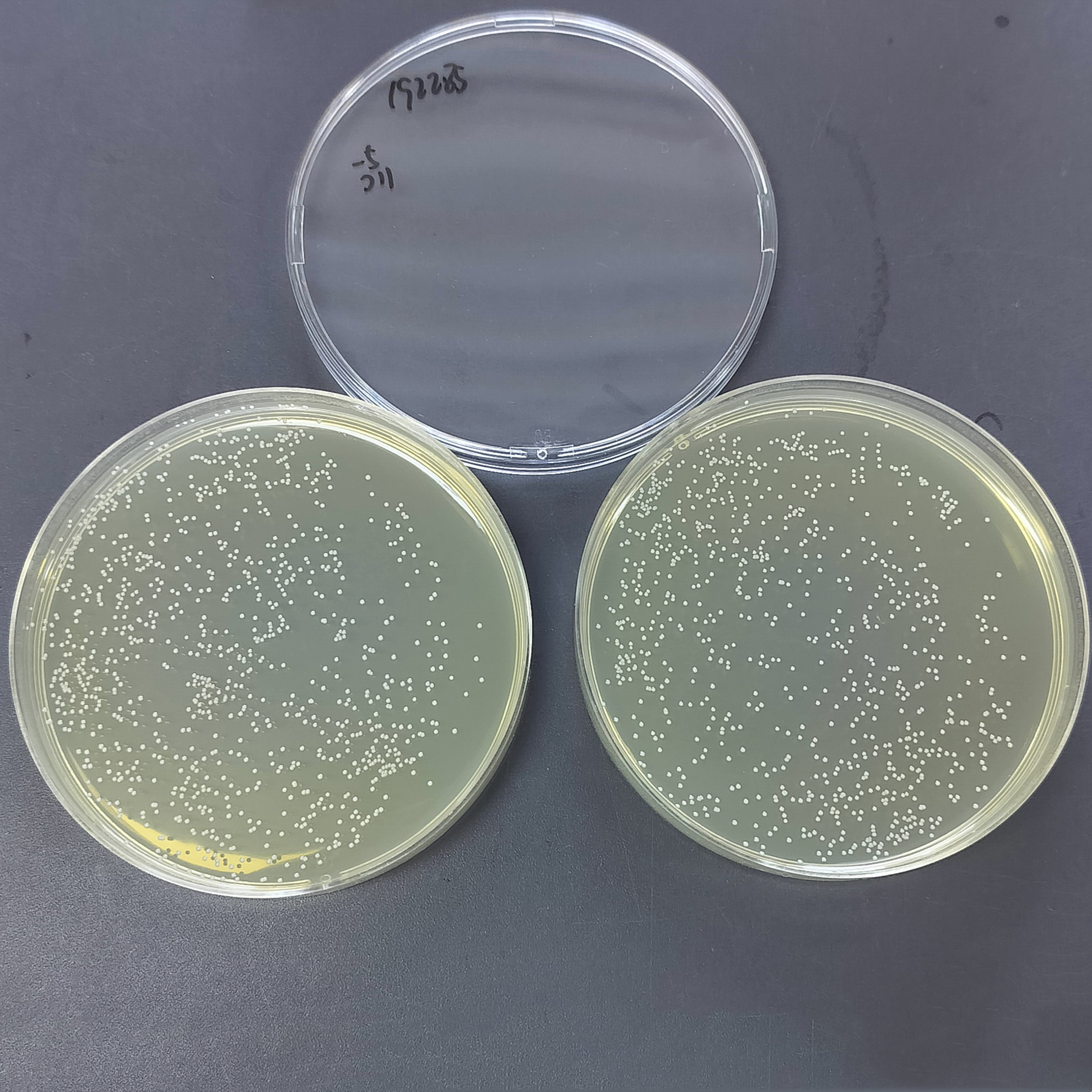 Staphylococcus aureus-BNCC