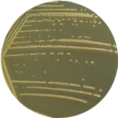 Acetobacter Pasteurella-BNCC