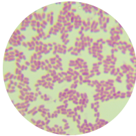 Acetobacter Pasteurella-BNCC