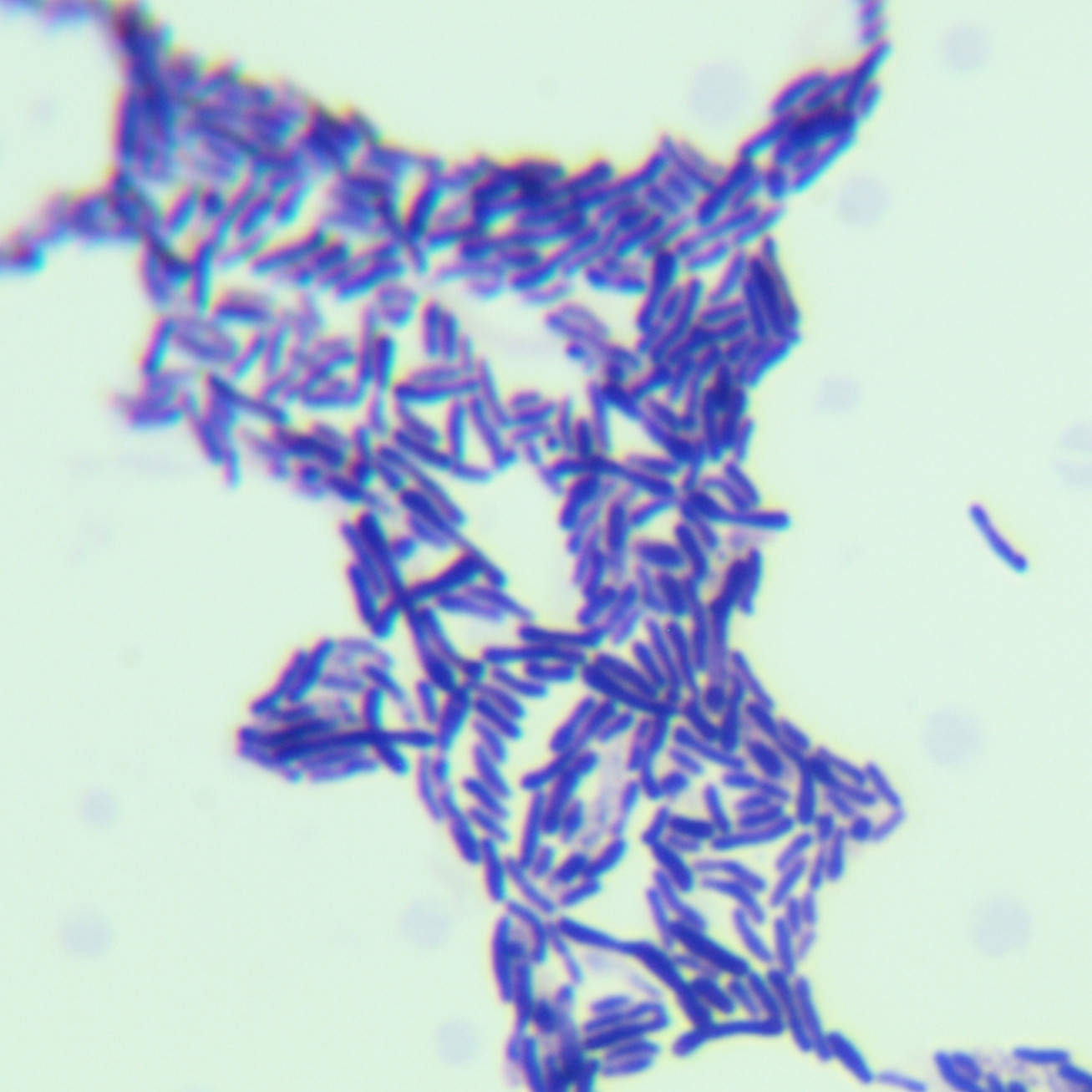 Animal Bifidobacterium lactis subspecies-BNCC