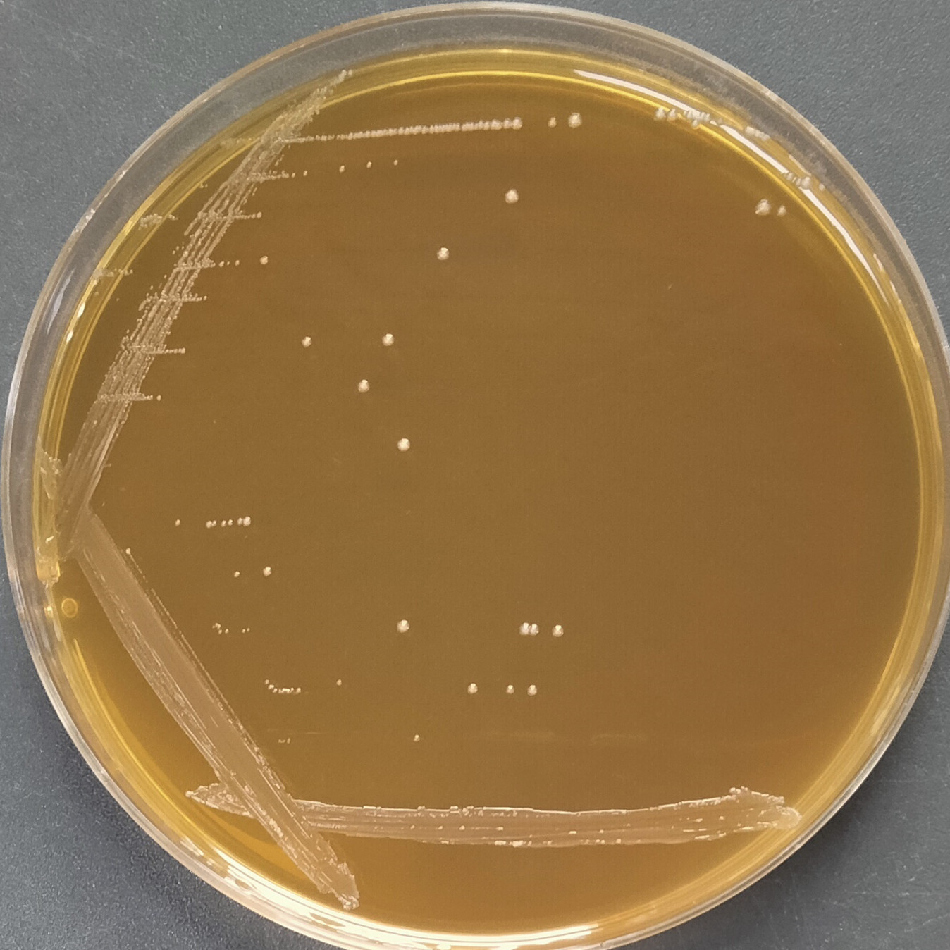 Animal Bifidobacterium lactis subspecies-BNCC