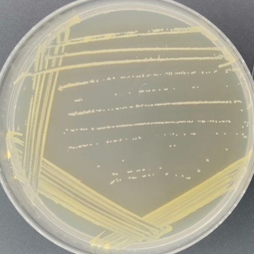 Bacillus glutamicis-BNCC