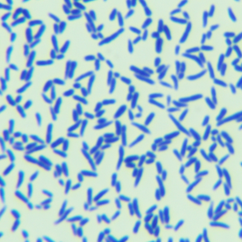 Bacillus glutamicis-BNCC
