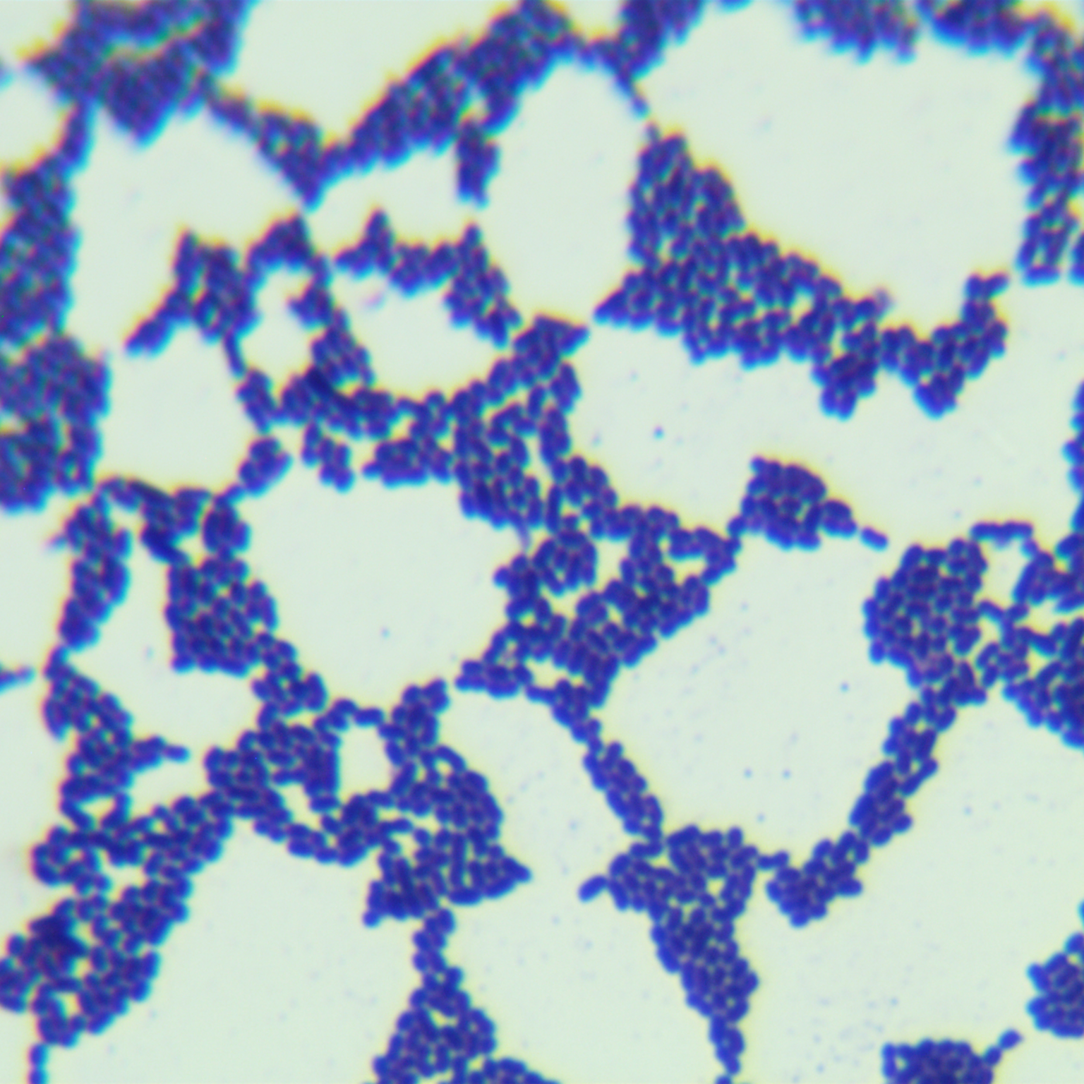 Leuconostoc enterica-BNCC