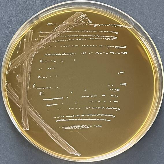 Leuconostoc enterica-BNCC
