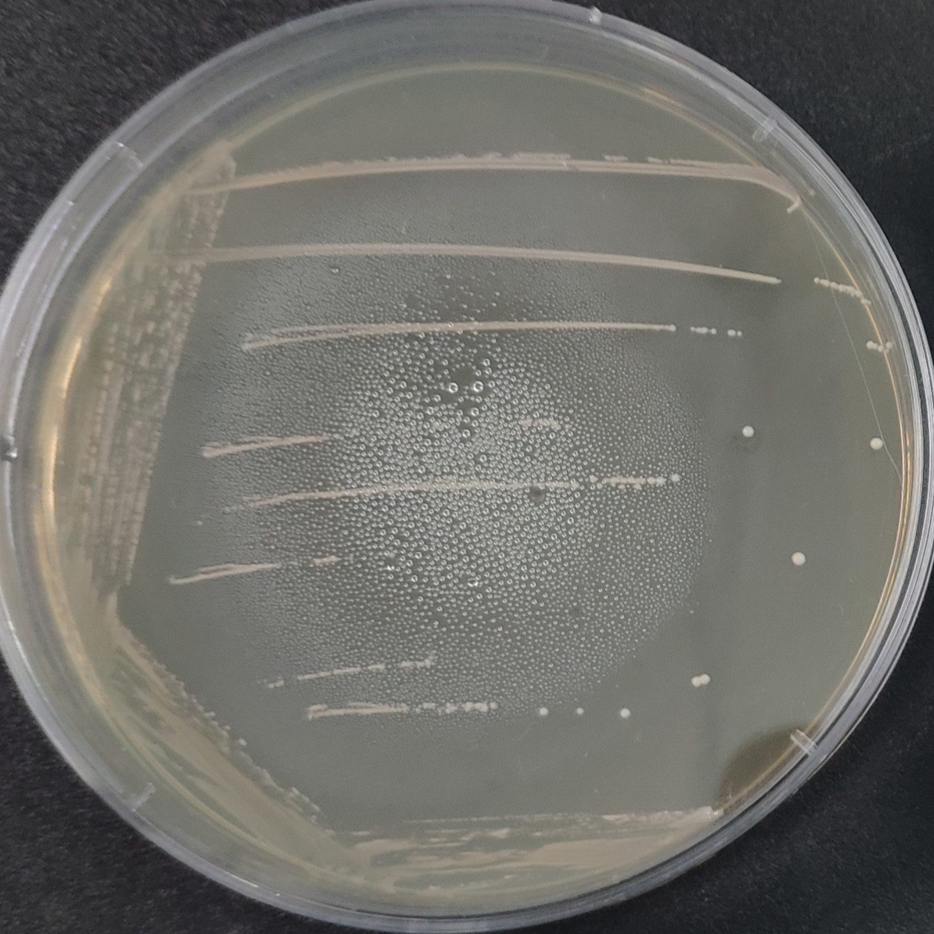 Streptococcus pentosus-BNCC