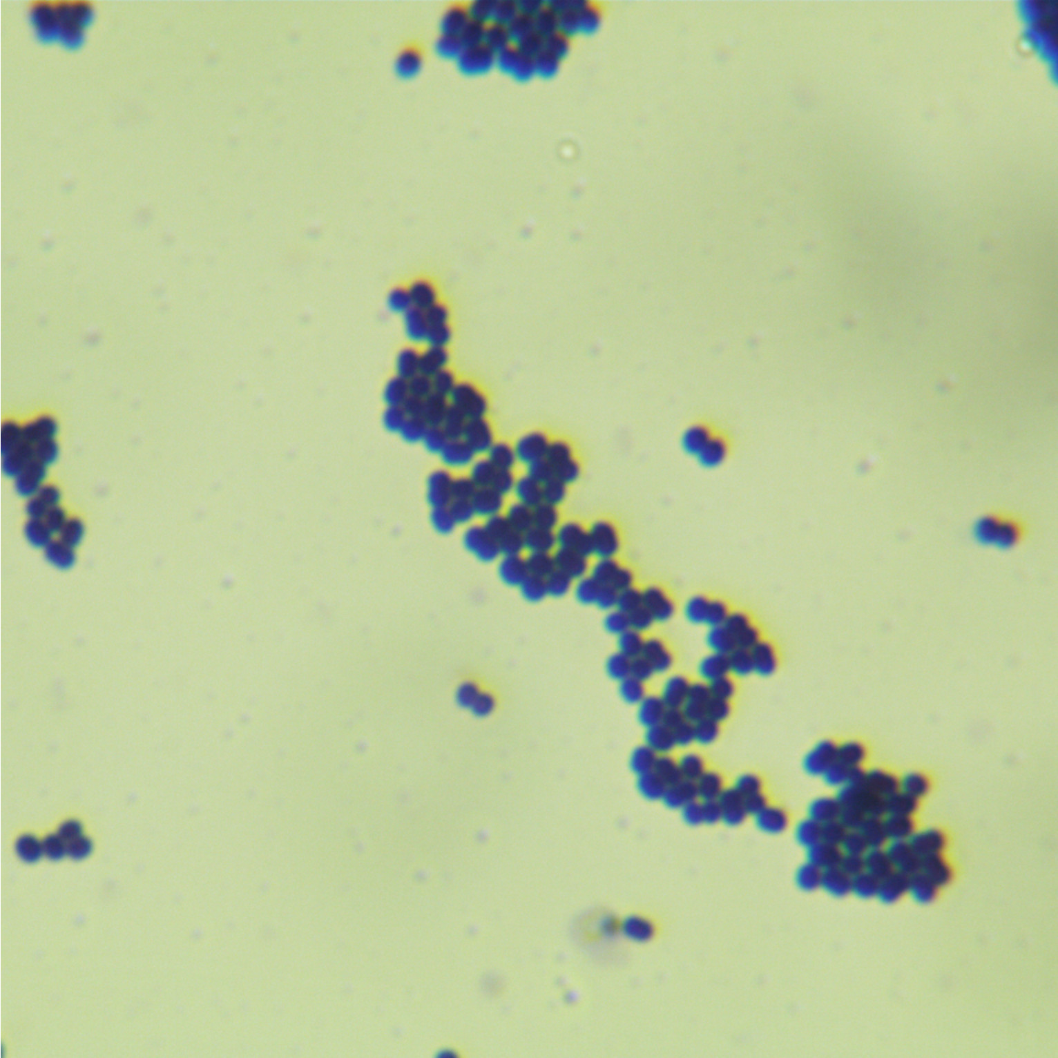 Streptococcus pentosus-BNCC