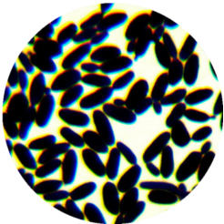 Oriental Isa Yeast-BNCC