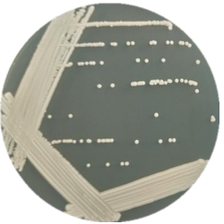 Oriental Isa Yeast-BNCC