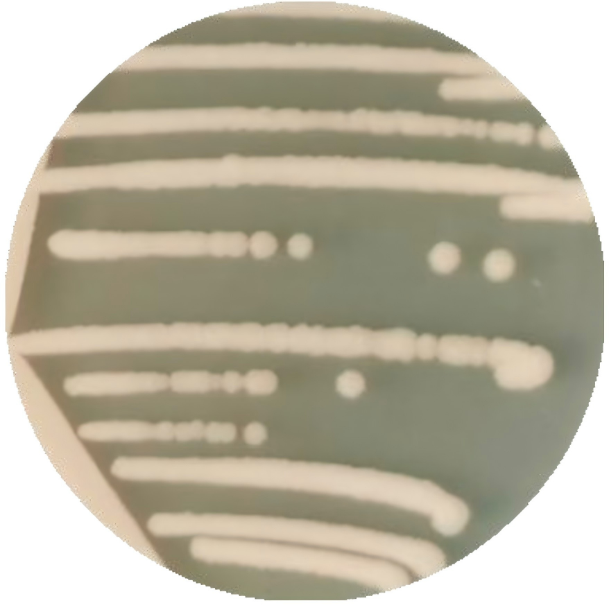 Bacillus subtilis-BNCC