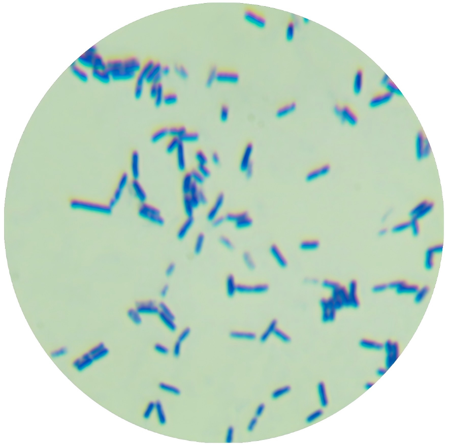 Bacillus subtilis-BNCC