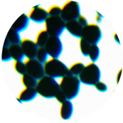 Brewing yeast-BNCC