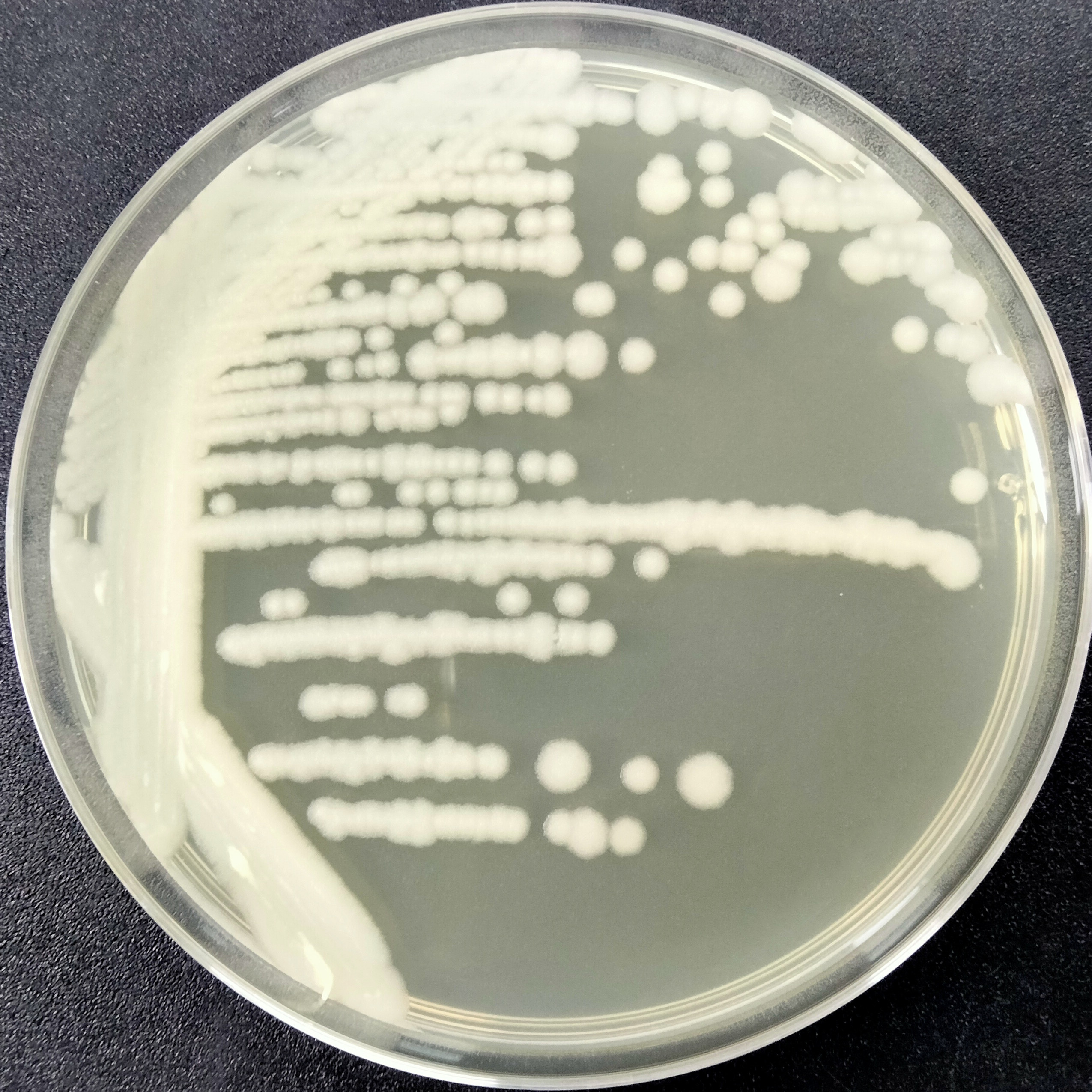 Bacillus cereus-BNCC