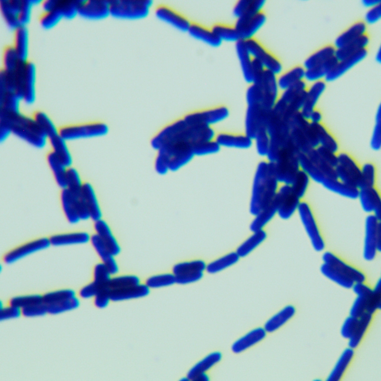 Bacillus cereus-BNCC