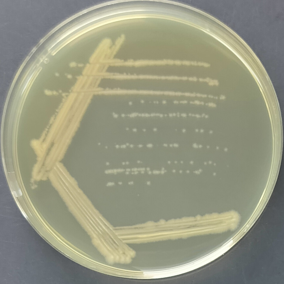 Bacillus subtilis-BNCC
