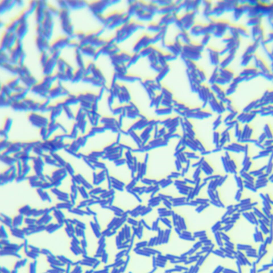 Bacillus subtilis-BNCC