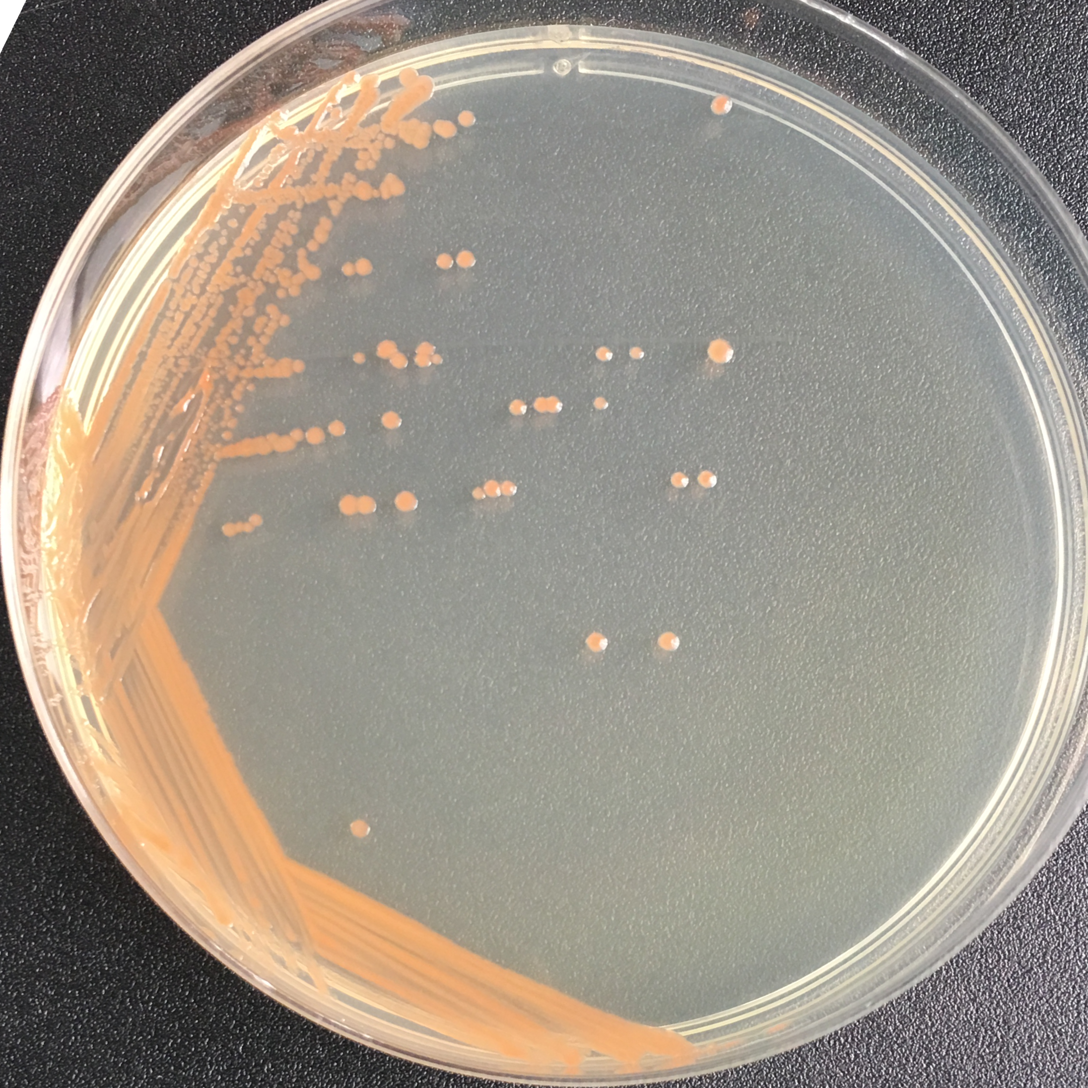 Aquatic abnormal cocci-BNCC
