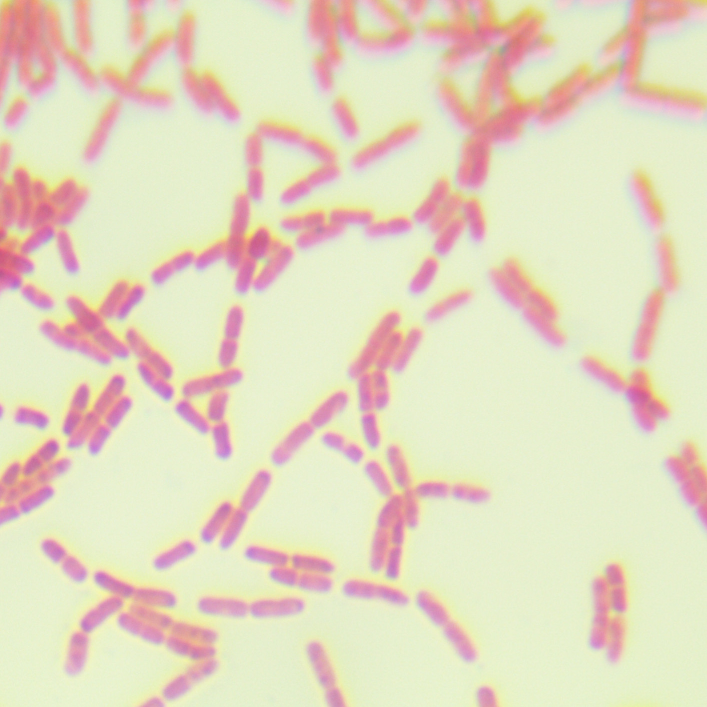 Aquatic abnormal cocci-BNCC