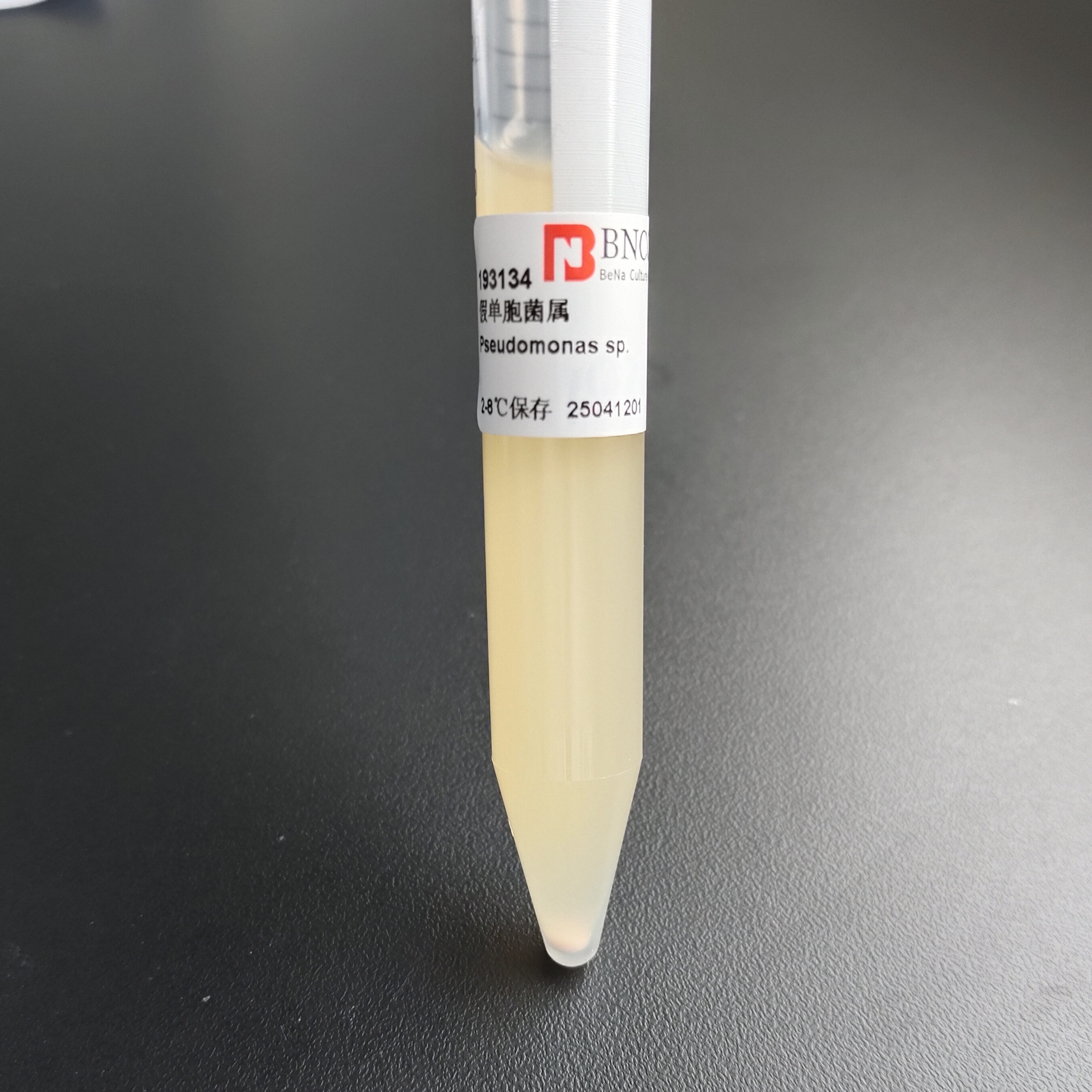 Pseudomonas genus-BNCC