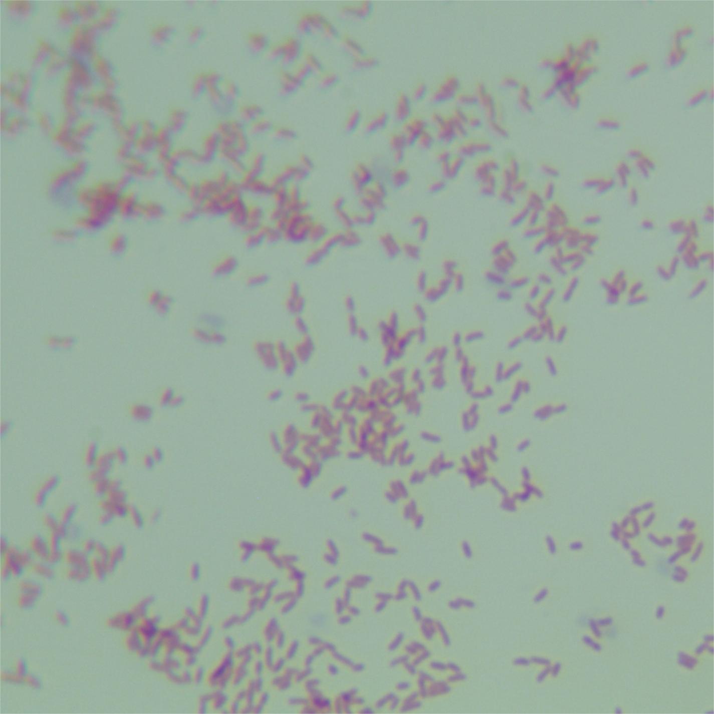 Pseudomonas genus-BNCC