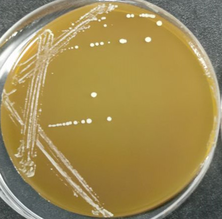 Lactobacillus casei-BNCC