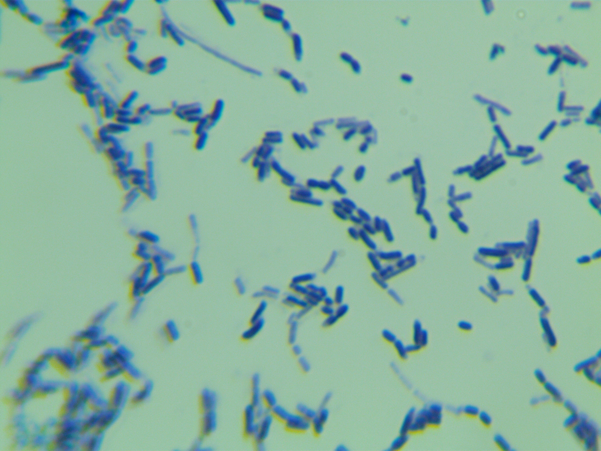 Lactobacillus casei-BNCC