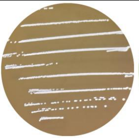Lactobacillus plantarum-BNCC