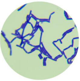 Lactobacillus plantarum-BNCC