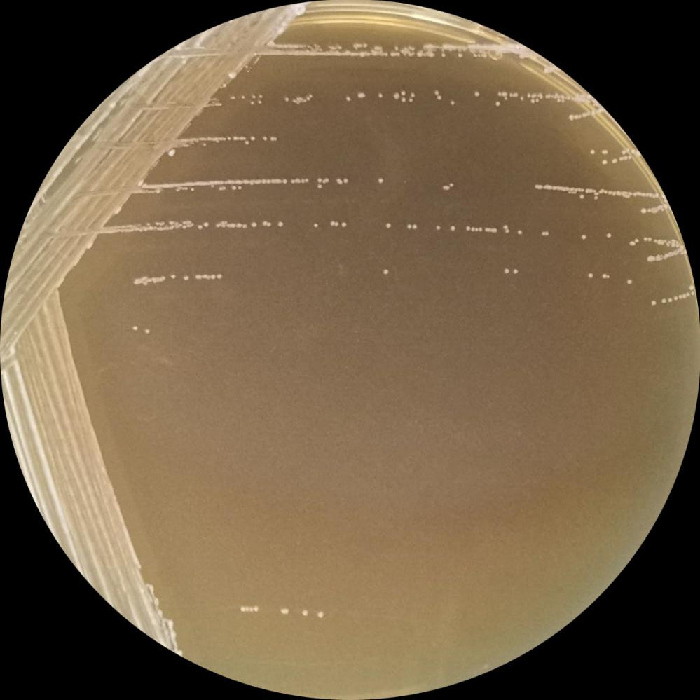 Lactobacillus plantarum-BNCC
