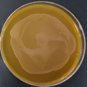 Lactobacillus associated with digestion-BNCC