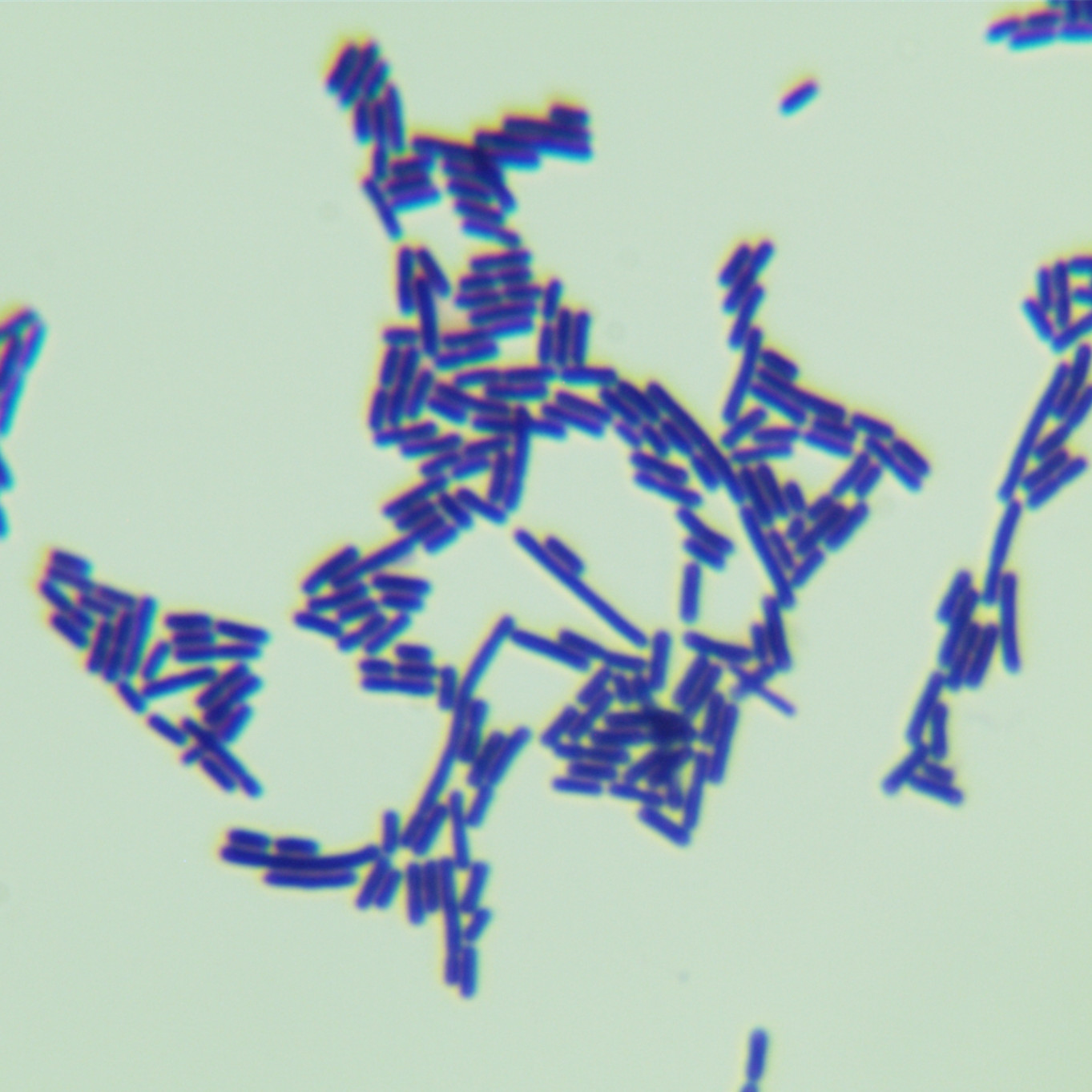 Lactobacillus associated with digestion-BNCC