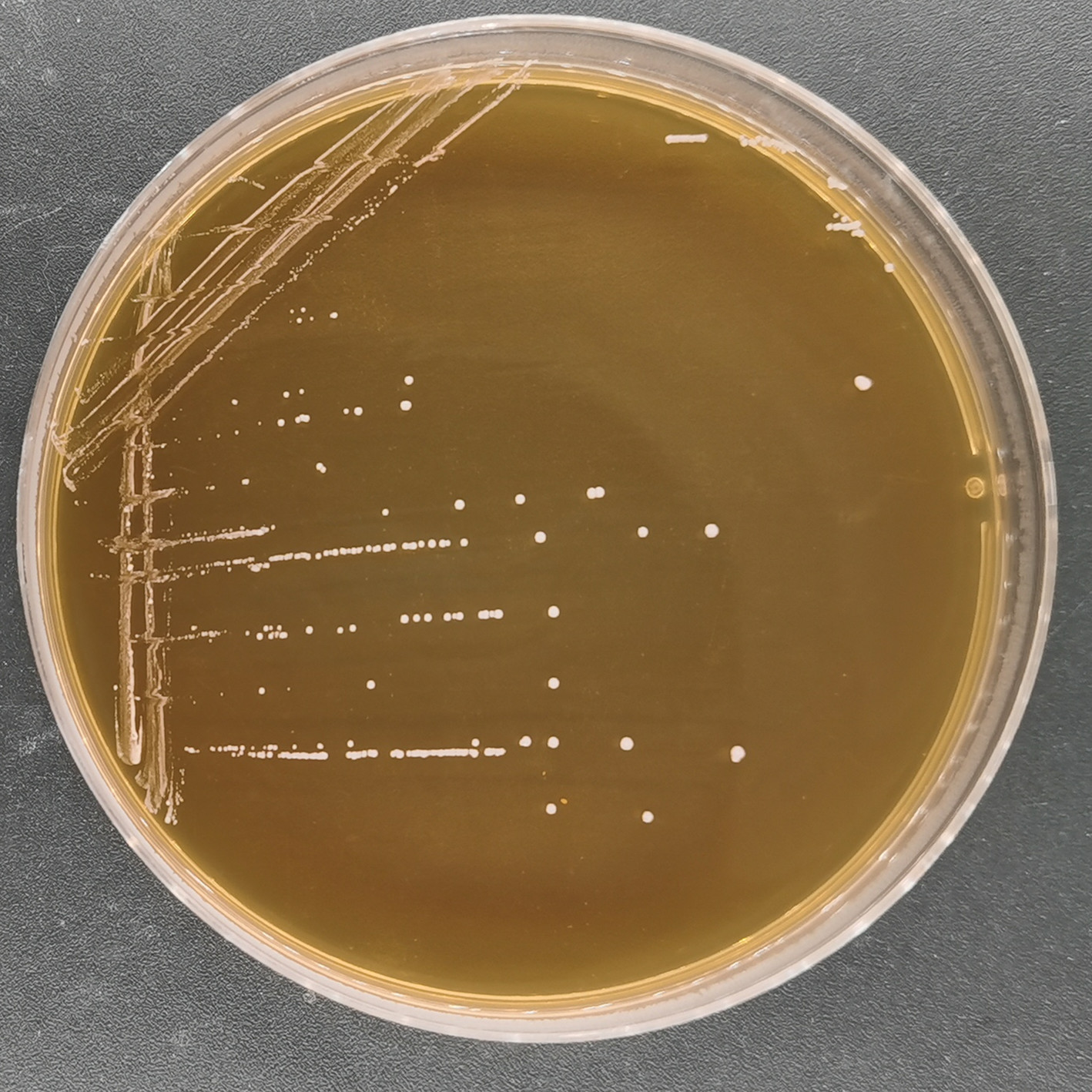 Leuconostoc reinhardtii subsp. reinhardtii-BNCC