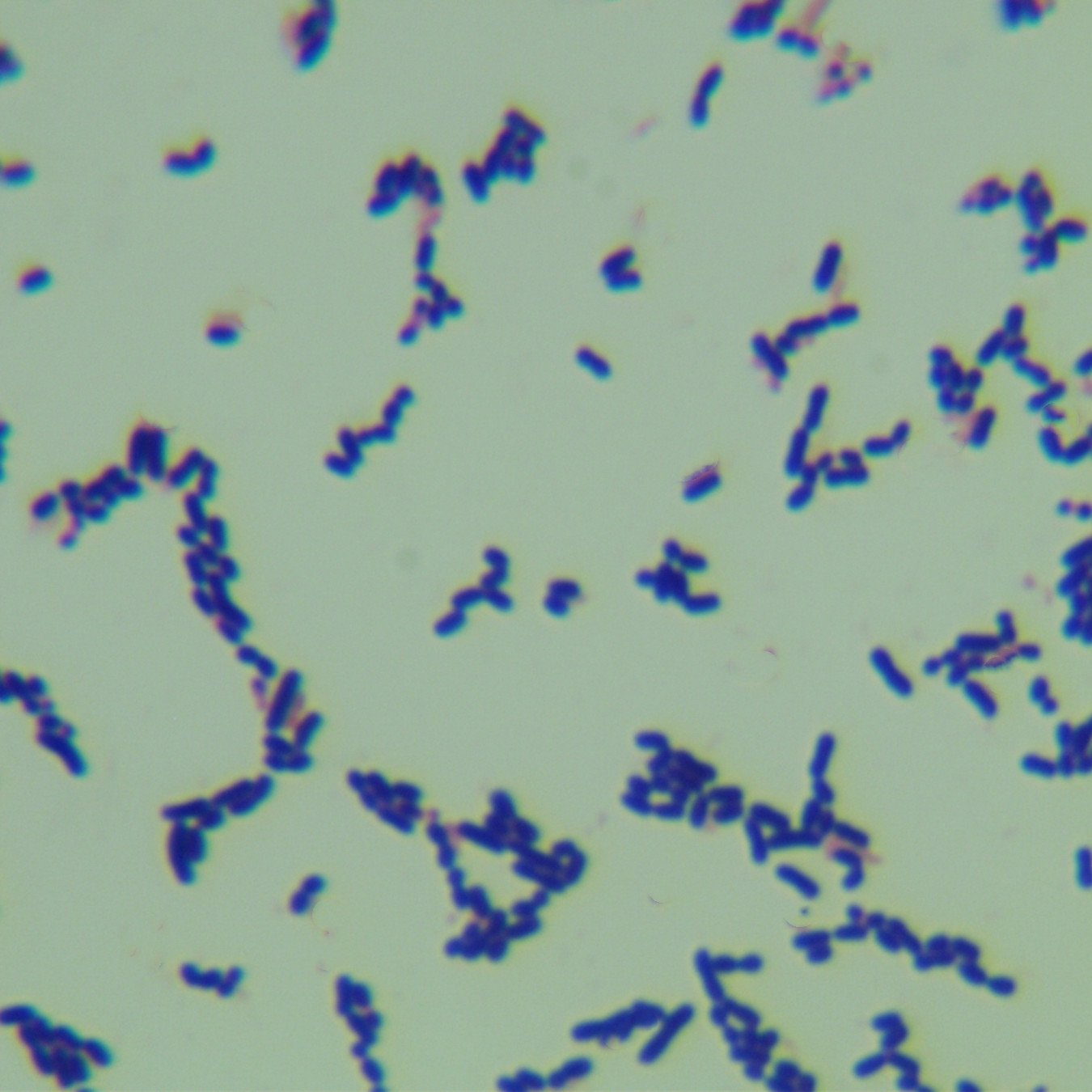 Leuconostoc reinhardtii subsp. reinhardtii-BNCC