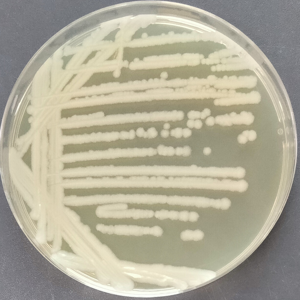 Bacillus cereus-BNCC