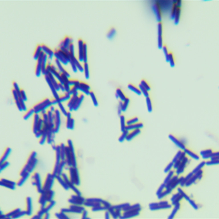 Bacillus cereus-BNCC
