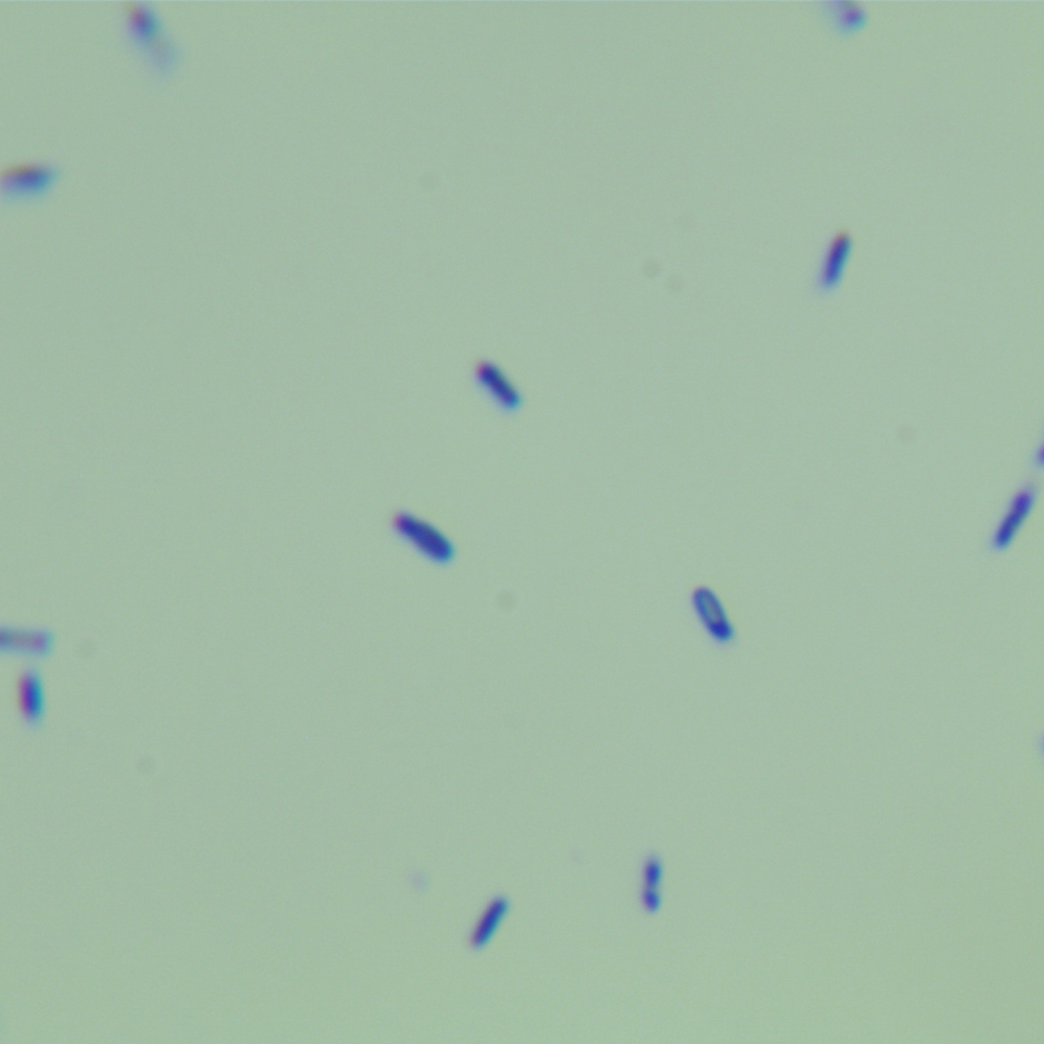 Colloidal Bacillus subtilis-BNCC