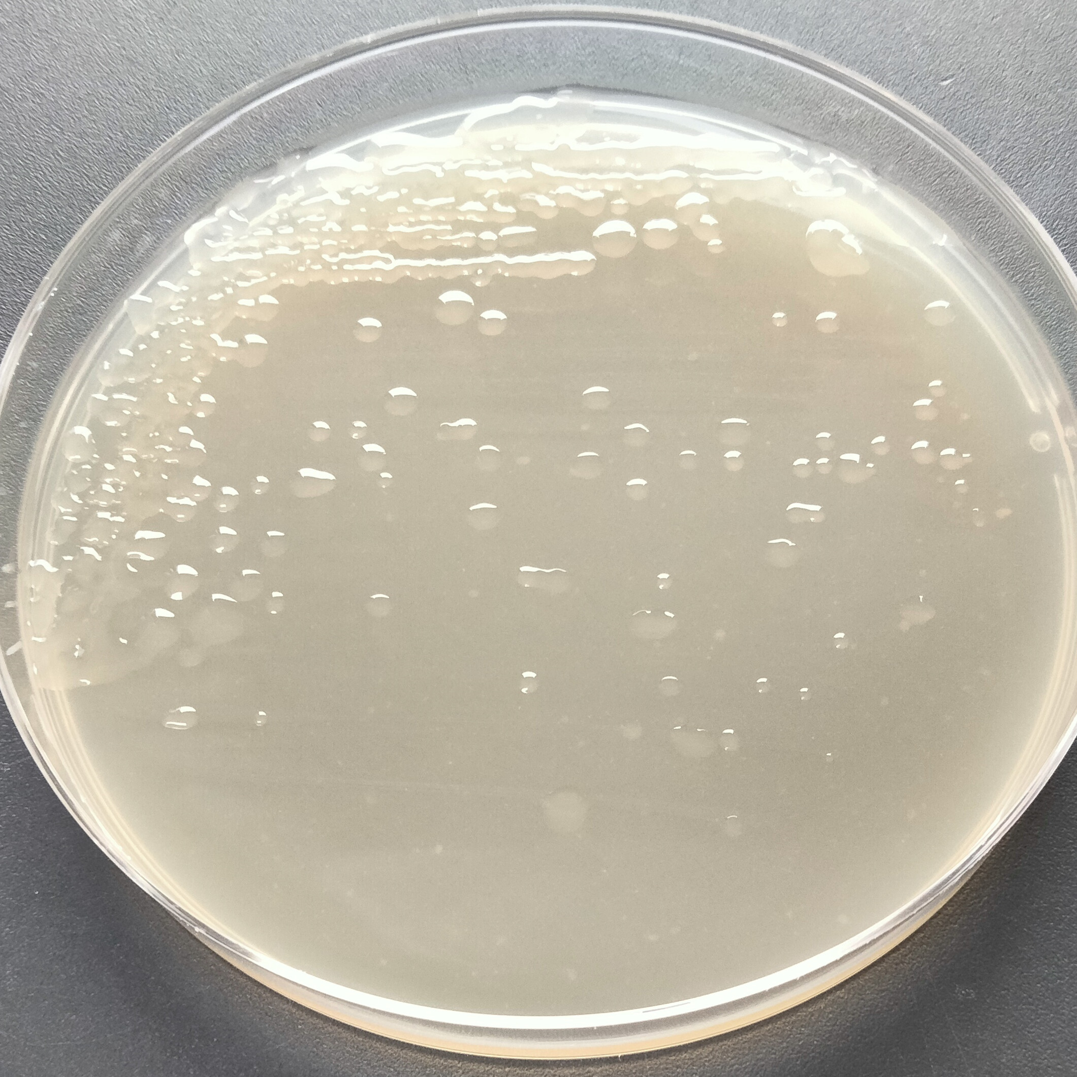 Colloidal Bacillus subtilis-BNCC