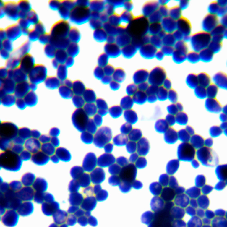 Candida albicans-BNCC