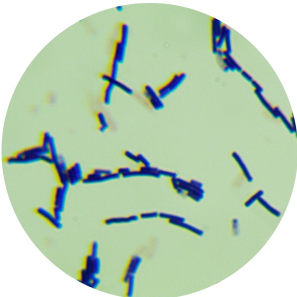 Bacillus subtilis subspecies-BNCC