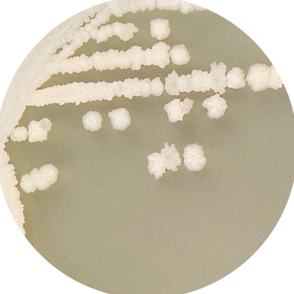 Bacillus subtilis subspecies-BNCC