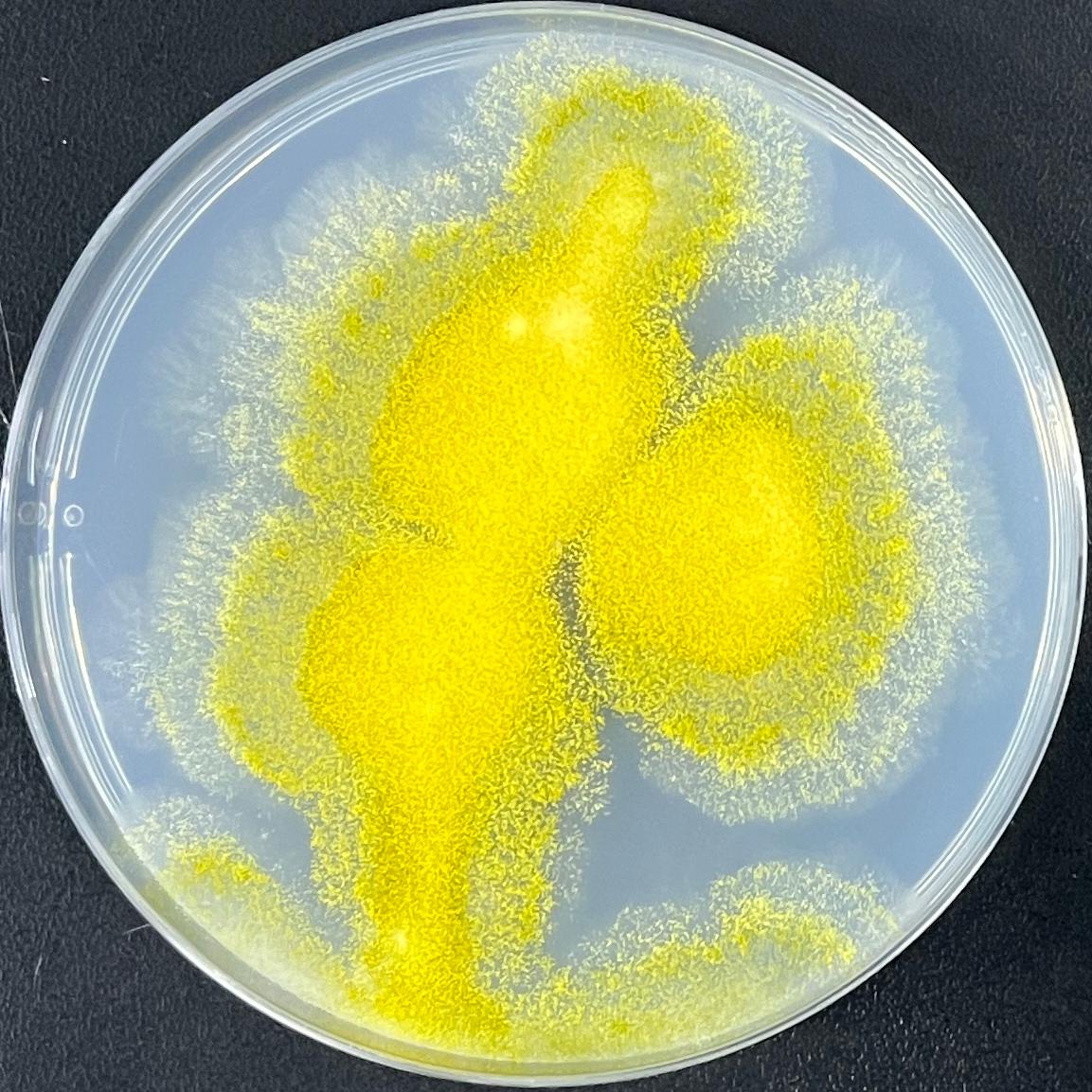 Parasitic Aspergillus-BNCC