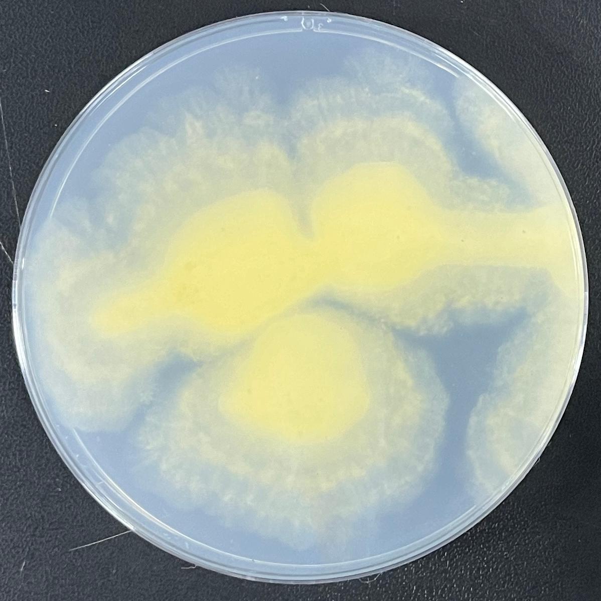Parasitic Aspergillus-BNCC